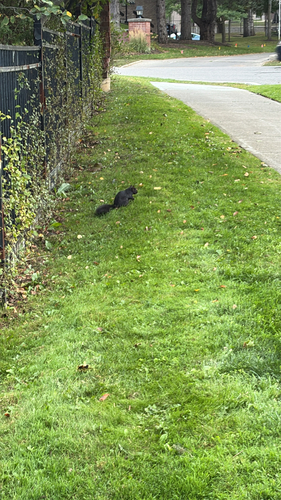 Eastern Gray Squirrel