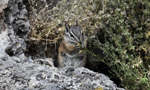 Palmer's Chipmunk observed by lonnyholmes