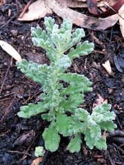Olearia asterotricha