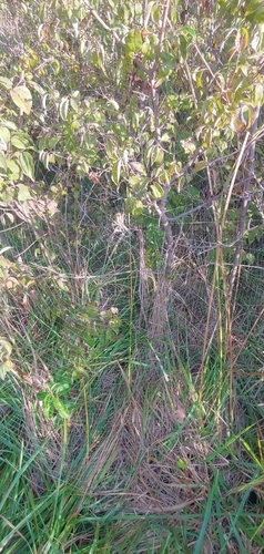 Yellow Garden Spider