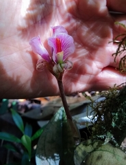 Nephelaphyllum