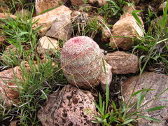 Echinocereus