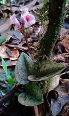 Nephelaphyllum