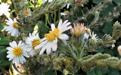 Olearia asterotricha