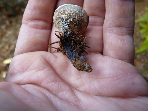 Sweetgrass Tooth