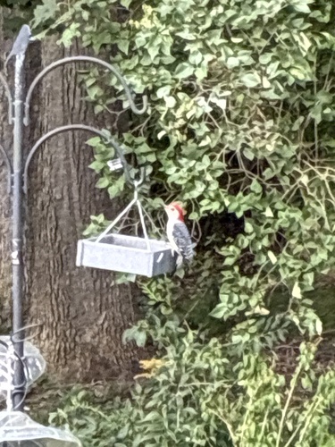 Red-bellied Woodpecker