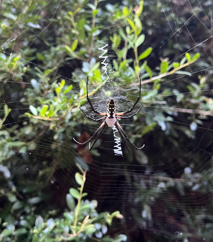 Yellow Garden Spider