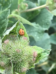 Harmonia axyridis