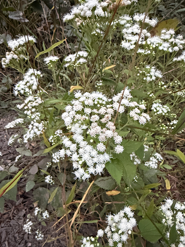 white snakeroot
