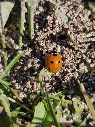 Seven-spotted Lady Beetle