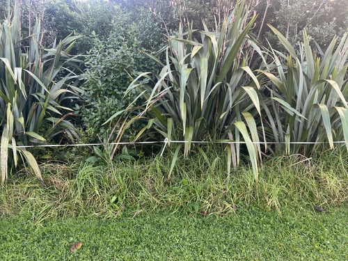 Cenchrus clandestinus, photograph 5