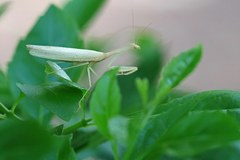 Sinomantis denticulata