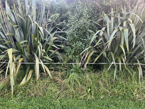 Cenchrus clandestinus, photograph 6