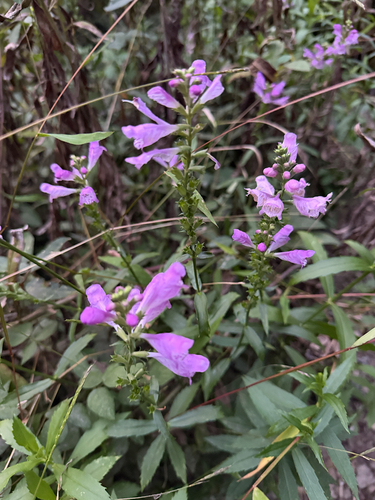 obedient plant
