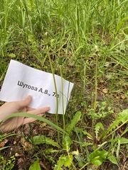 Taraxacum officinale