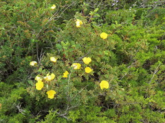 Rosa platyacantha