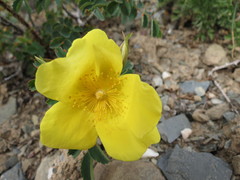 Rosa platyacantha