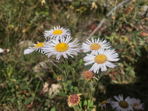 Erigeron speciosus, 2026-09-25