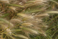 Hordeum spontaneum