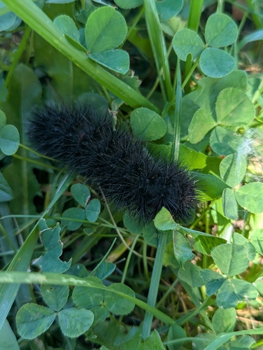 Giant Leopard Moth