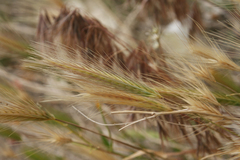 Hordeum spontaneum