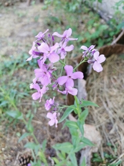 Hesperis