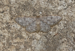 Idaea typicata