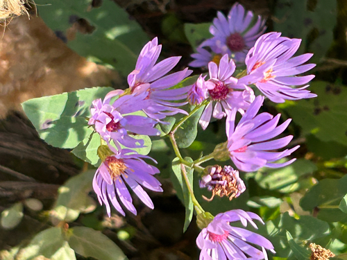 Symphyotrichum laeve