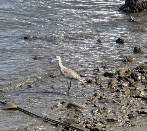 Willet