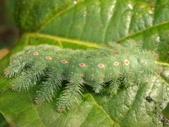 Euryphura