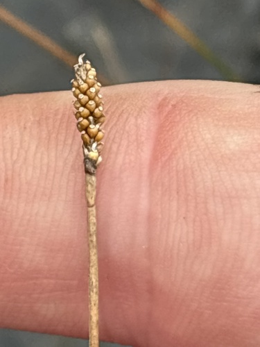 Eleocharis elliptica, 2026-09-25