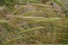 Hordeum spontaneum