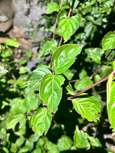 common dogwood