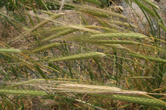 Hordeum spontaneum