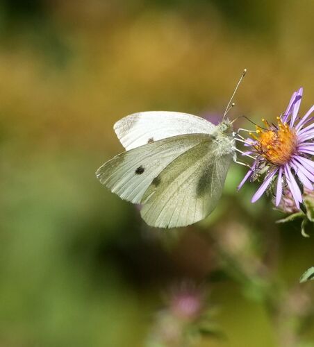 Small White