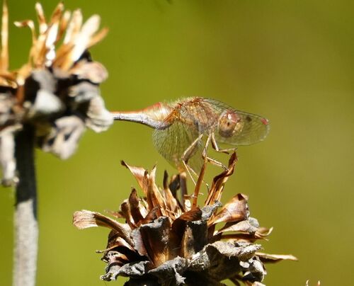 Autumn Meadowhawk