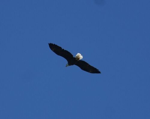 Bald Eagle