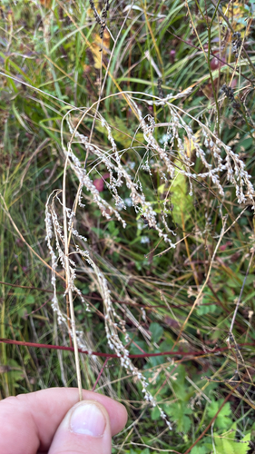 Glyceria striata observed 2026-09-25