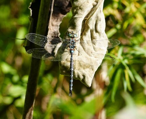 Black-tipped Darner