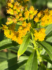 Solidago lepida