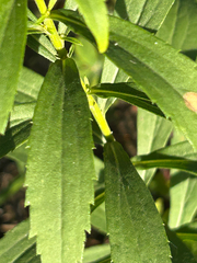 (c) scottj800, some rights reserved (CC BY) Solidago lepida, photograph (c) scottj800, some rights reserved (CC BY)