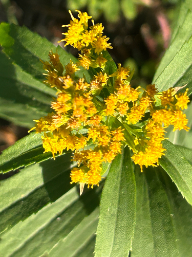 Solidago lepida, photograph 2
