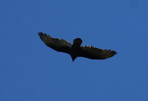 Turkey Vulture