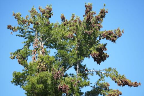 eastern white pine
