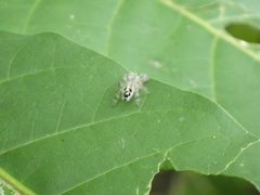 Hyllus diardi