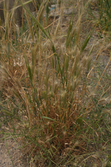 Hordeum spontaneum