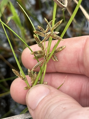 Shining Flatsedge