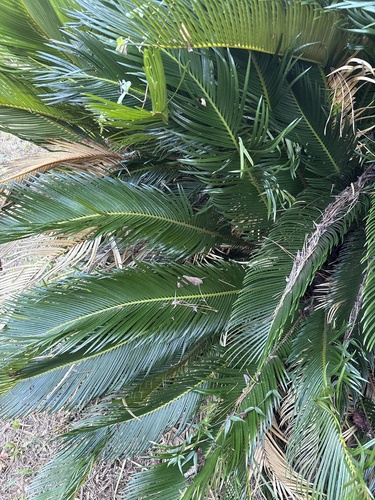 Cycas revoluta observed 2026-09-25