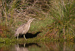 Botaurus poiciloptilus