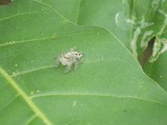 Hyllus diardi